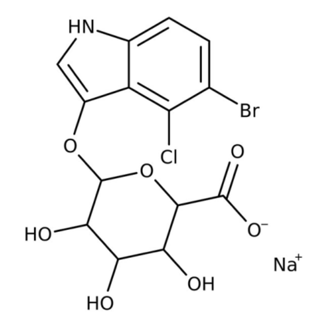 Forlle'd Hyalogy β (BETA) Serum