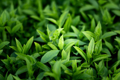 緑茶